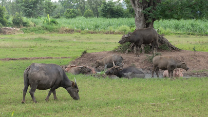 Naklejka na ściany i meble Buffalo in the field, Thailand