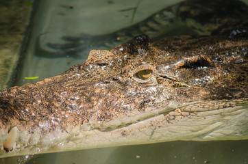 crocodile are semiaquatic and tend to congregate in freshwater h