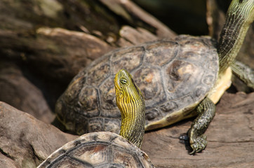 Red-eared slider