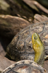 Red-eared slider