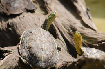 Red-eared slider