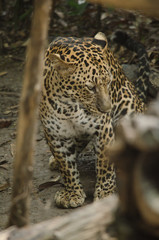 Fototapeta premium leopard live in the cage