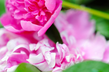 beautiful bright pink peonies are a very close, romantic and soft for girls as substrate and background
