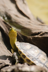 Red-eared slider