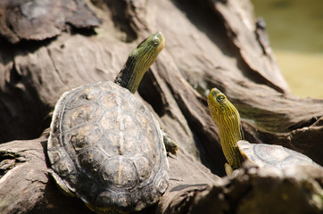 Red-eared slider