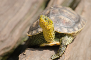 Red-eared slider