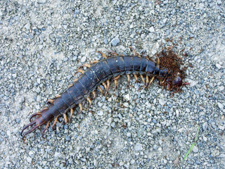 Ants swarmed by a large centipede bite.