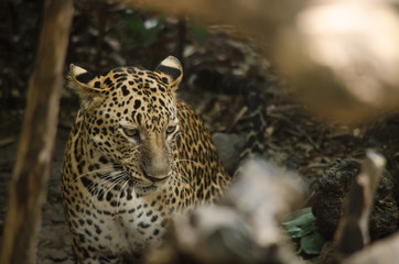 leopard live in the cage