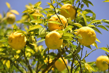 柚子の木