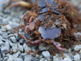 Ants swarmed by a large centipede bite.