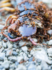Ants swarmed by a large centipede bite.