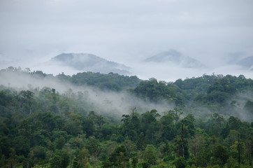 Obraz na płótnie Canvas forest in thailand