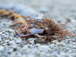 Ants swarmed by a large centipede bite.