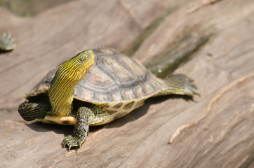 Fototapeta premium Red-eared slider