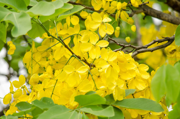golden shower flower