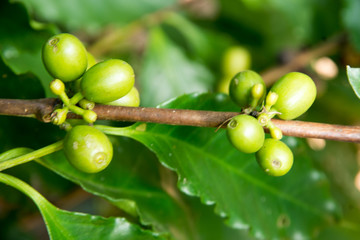 Green coffee beans growing on the branch
