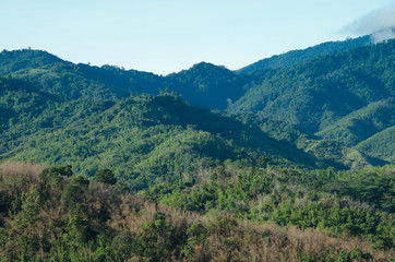 Fototapeta premium forest in thailand