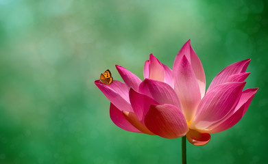 Pink lotus flower water plant