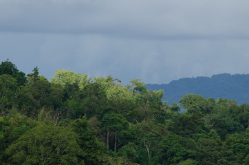 Fototapeta na wymiar forest in thailand
