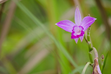 bamboo orchid is beautiful flower and have white, pink colour