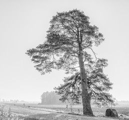 Countryside road and a lonely pine tree in autumnal mist. Image toned with B&W filter for inspiration of retro style