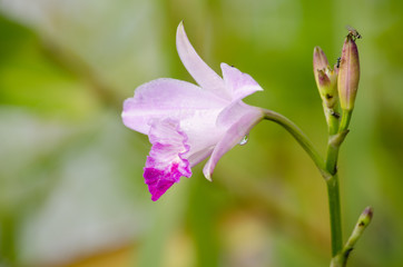 Obraz premium bamboo orchid is beautiful flower and have white, pink colour