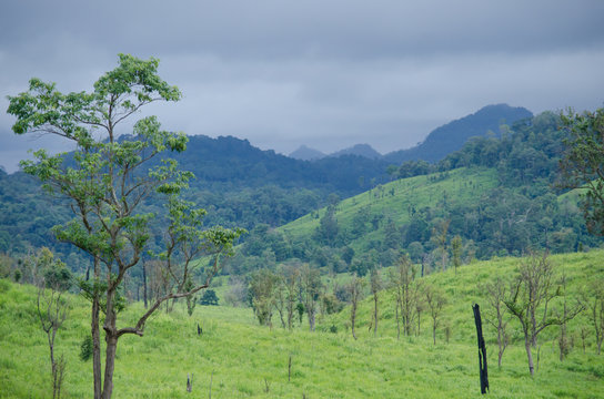 Fototapeta forest in thailand