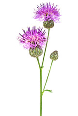 Purple Cornflower - Centaurea on a white background