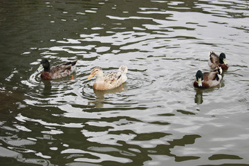 水面を泳ぐ鴨