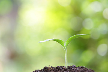 Growing tree