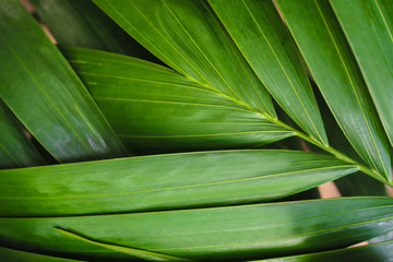 Close-up of detailed rainforest jungle leaves for background