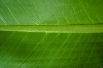 Close up of banana leaf texture background