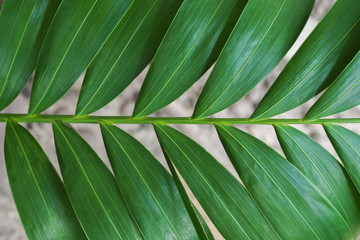 Close-up of detailed rainforest jungle leaves for background