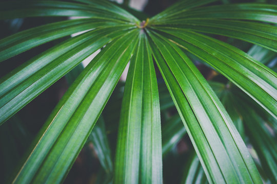 Fototapeta Close-up of detailed rainforest jungle leaves for background