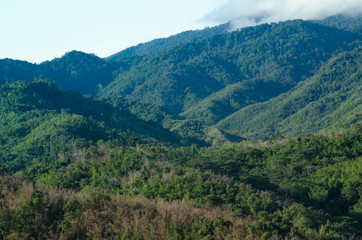 Fototapeta premium forest in thailand