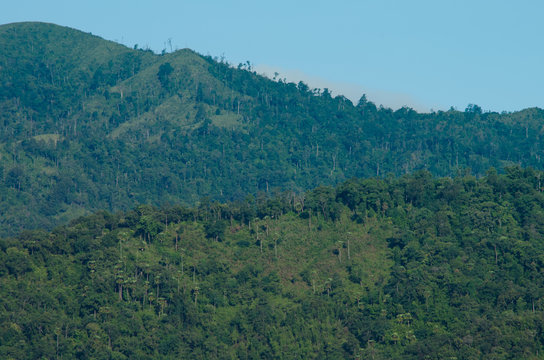 Fototapeta forest in thailand