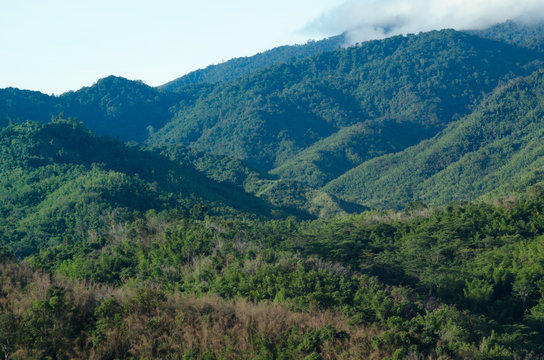 Fototapeta forest in thailand