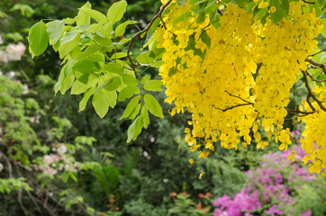 golden shower flower