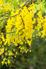 Obraz premium golden shower flower