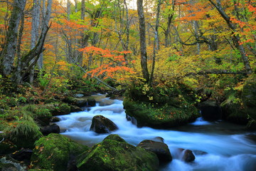Obraz premium 紅葉の奥入瀬渓流
