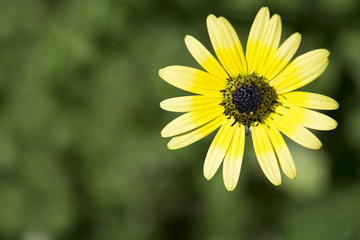 Yellow Arctotheca Calendula Flower
