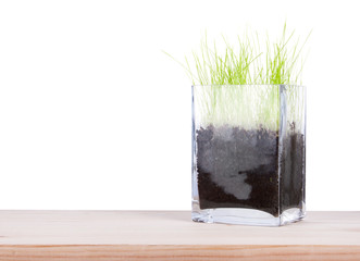 Glass vase with a young fresh green grass