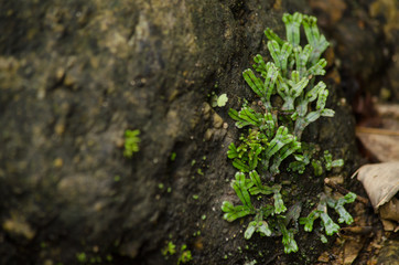 flora live in forest