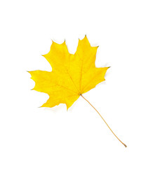 Yellow autumn leaves isolated
