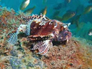 Scorpionfish