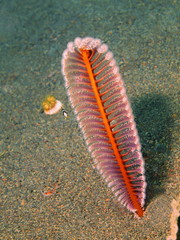 Sea pen