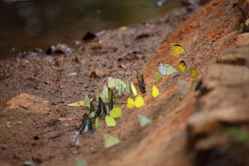 Butterflies swarm eats minerals in Pang Sida National Park at Thailand