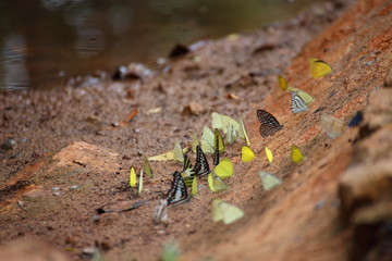 Butterflies swarm eats minerals in Pang Sida National Park at Thailand