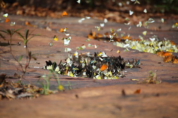Fototapeta premium Butterflies swarm eats minerals in Pang Sida National Park at Thailand
