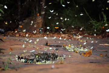 Fototapeta premium Butterflies swarm eats minerals in Pang Sida National Park at Thailand